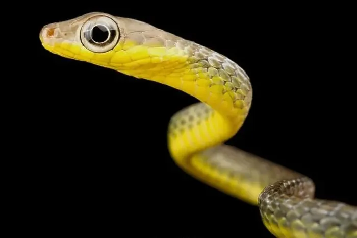 Framed Print : Amazon whip snake (Chironius carinatus) Framed Print : Amazon whip snake (Chironius carinatus)