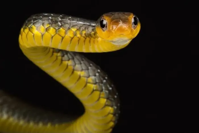 Framed Print : Amazon whipsnake (Chironius carinatus)