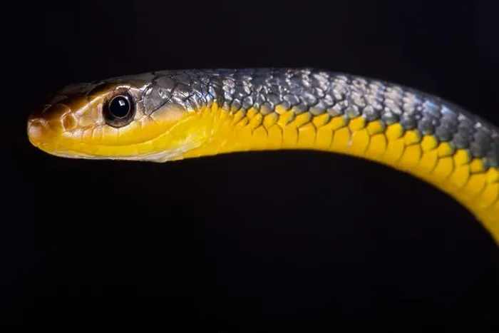 Framed Print : The Amazon whipsnake (Chironius carinatus) is a large (up to 3m) Framed Print : The Amazon whipsnake (Chironius carinatus) is a large (up to 3m)