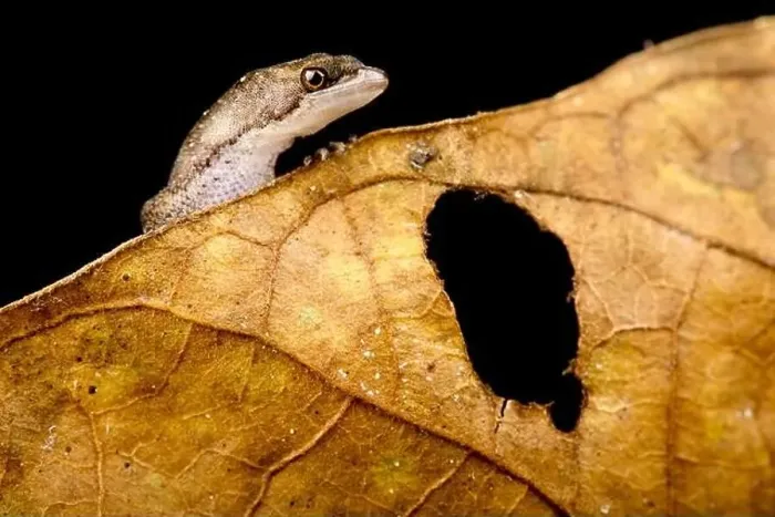 Framed Print : Amazonian dwarf gecko (Chatogekko amazonicus) Framed Print : Amazonian dwarf gecko (Chatogekko amazonicus)