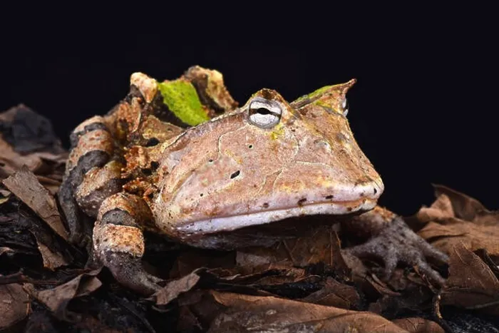 Framed Print : Amazonian horned frog (Ceratophrys cornuta) Framed Print : Amazonian horned frog (Ceratophrys cornuta)