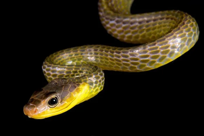 Framed Print : Amazonian whip snake, Chironius exoletus Framed Print : Amazonian whip snake, Chironius exoletus