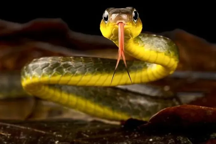 Framed Print : Amazonian Whip snake (Chironius exoletus) Framed Print : Amazonian Whip snake (Chironius exoletus)