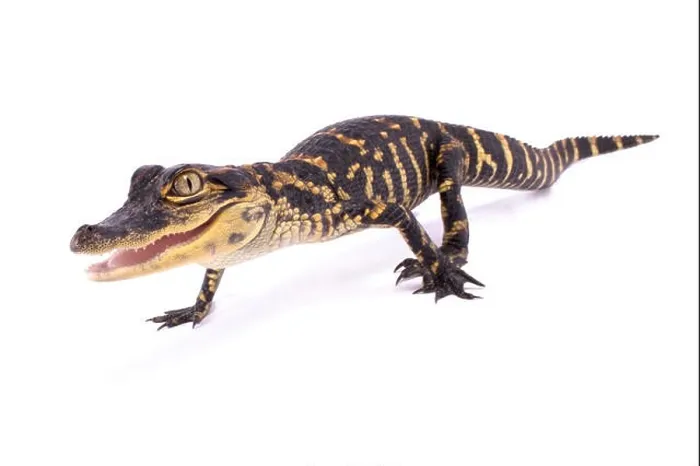 Framed Print : American alligator, Alligator mississippiensis Framed Print : American alligator, Alligator mississippiensis