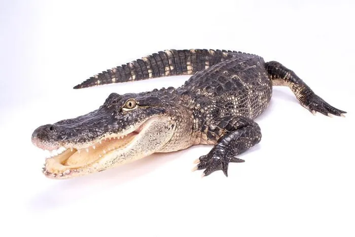 Framed Print : American alligator, Alligator mississippiensis Framed Print : American alligator, Alligator mississippiensis