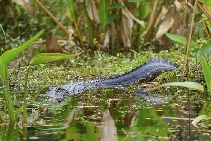 Framed Print : American alligator (Alligator mississippiensis) Framed Print : American alligator (Alligator mississippiensis)