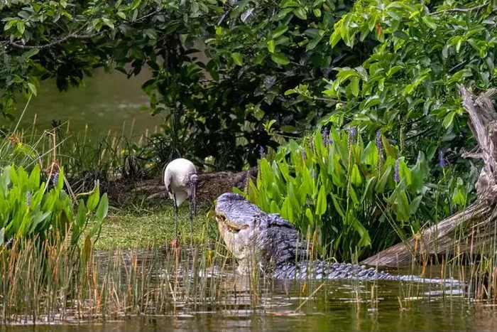 Framed Print : American alligator (Alligator mississippiensis) approaching a wood stork (Mycteria americana) at Wakodahatchee Wetlands Framed Print : American alligator (Alligator mississippiensis) approaching a wood stork (Mycteria americana) at Wakodahatchee Wetlands