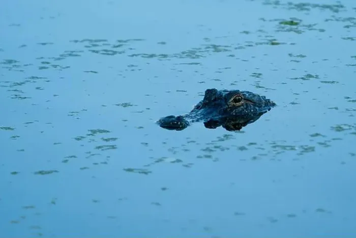 Framed Print : American Alligator head above water Framed Print : American Alligator head above water