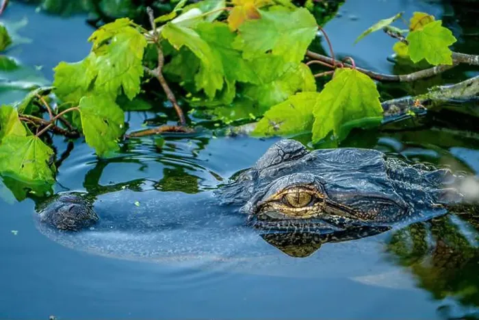 Framed Print : American Alligator head above water Framed Print : American Alligator head above water