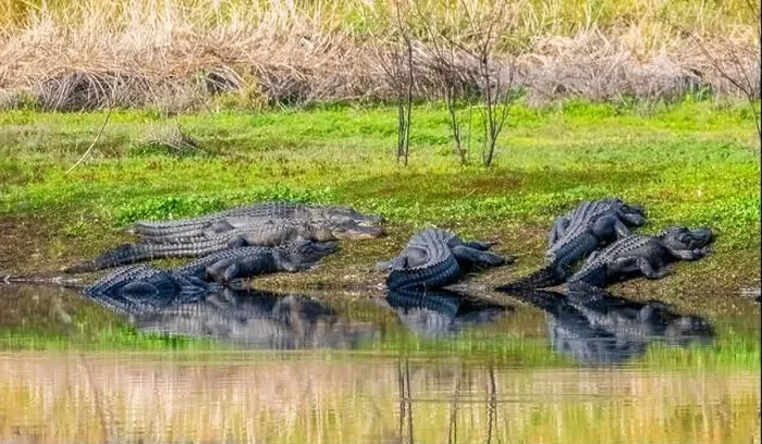 Framed Print : American Alligators on the bank of the Myakka River in Myakka River State Park in Sarasota Florida USA Framed Print : American Alligators on the bank of the Myakka River in Myakka River State Park in Sarasota Florida USA