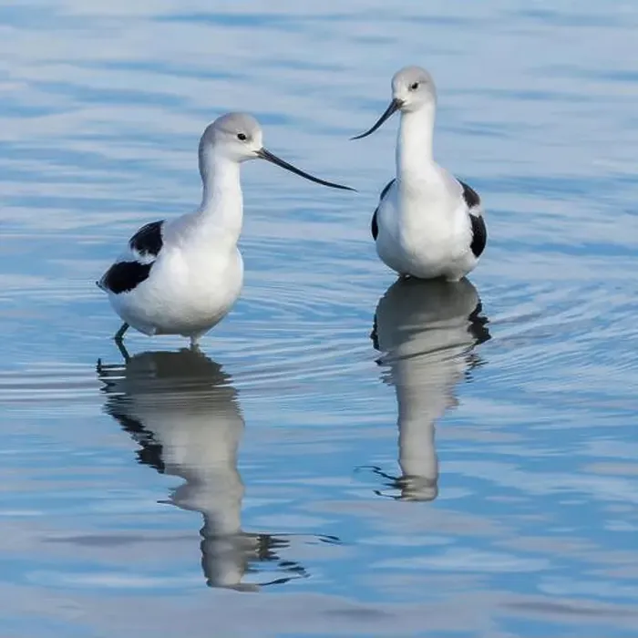 Framed Print : American Avocet Male and Female Foraging in Wetlands. Palo Alto Baylands, Santa Clara County, California, USA