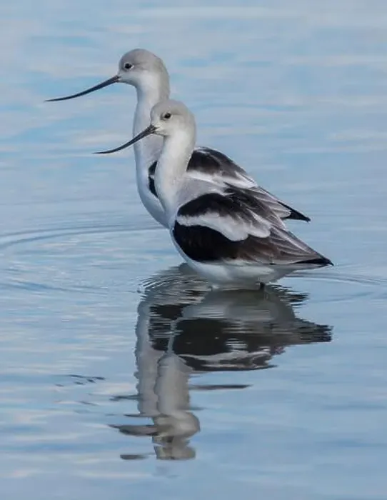 Framed Print : American Avocet Male & Female Foraging in Wetlands. Palo Alto Baylands, Santa Clara County, California, USA