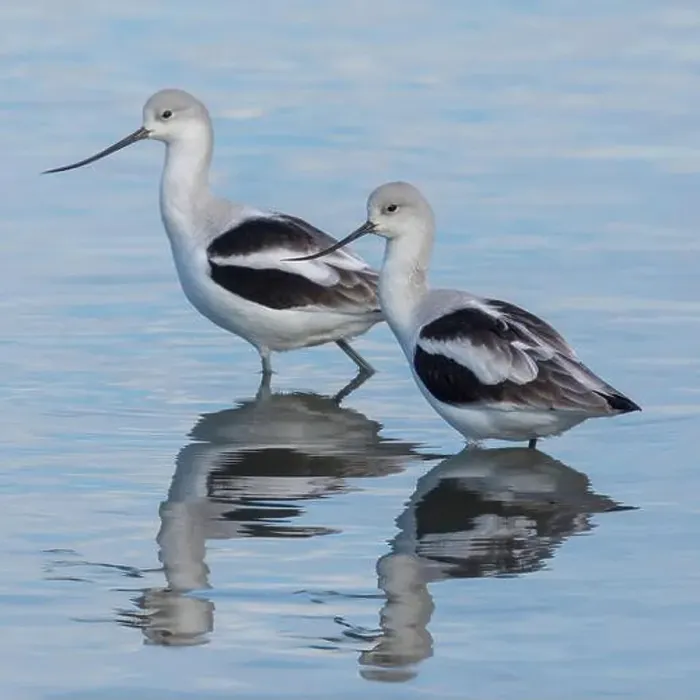 Framed Print : American Avocet Male and Female Foraging in Wetlands. Palo Alto Baylands, Santa Clara County, California, USA