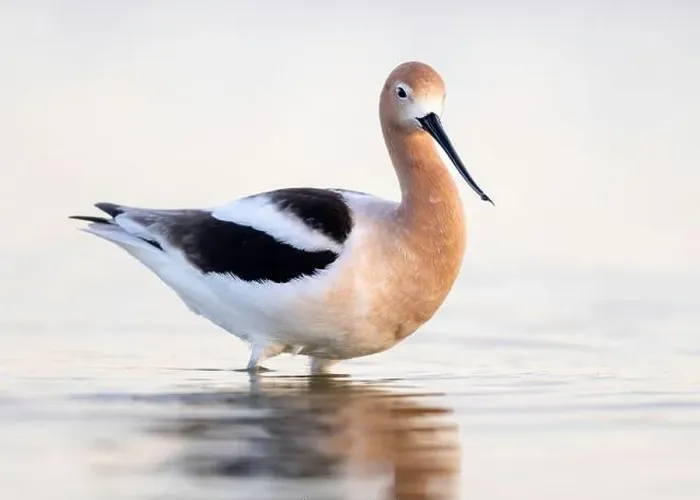Framed Print : American Avocet (Recurvirostra americana) in breeding plumage in Northern California Framed Print : American Avocet (Recurvirostra americana) in breeding plumage in Northern California