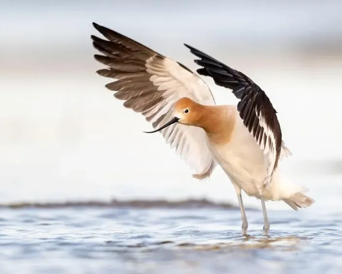 Framed Print : American Avocet (Recurvirostra americana) in breeding plumage in Northern California Framed Print : American Avocet (Recurvirostra americana) in breeding plumage in Northern California