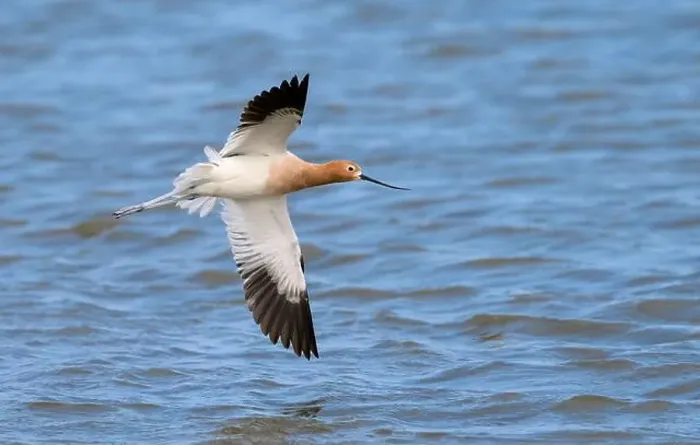 Framed Print : American avocet (Recurvirostra americana) flying over seashore during spring migration, Galveston, texas, USA Framed Print : American avocet (Recurvirostra americana) flying over seashore during spring migration, Galveston, texas, USA