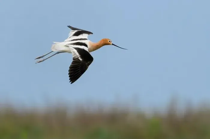 Framed Print : American avocet (Recurvirostra americana) flying over wetlands during spring migration, Galveston, texas, USA Framed Print : American avocet (Recurvirostra americana) flying over wetlands during spring migration, Galveston, texas, USA