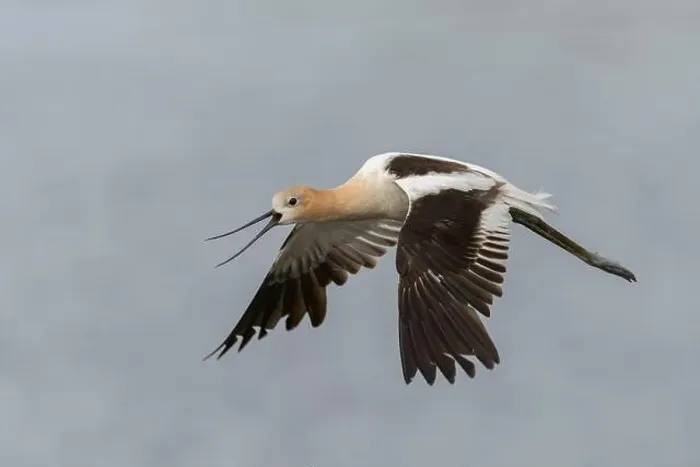 Framed Print : American Avocet (Recurvirostra americana) Sacramento County California USA