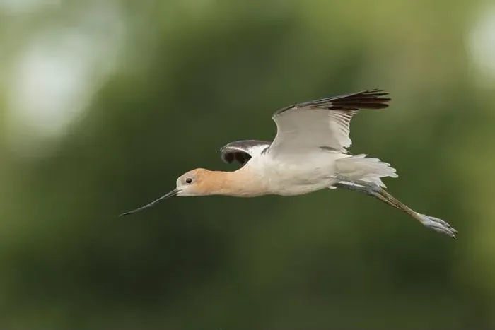 Framed Print : American Avocet (Recurvirostra americana) Sacramento County California USA Framed Print : American Avocet (Recurvirostra americana) Sacramento County California USA