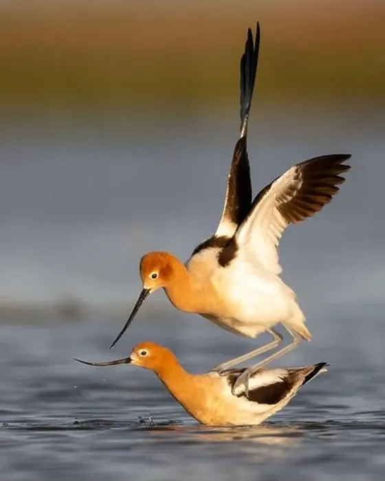 Framed Print : American Avocet (Recurvirostridae americana) copulating / breeding in the San Francisco Bay, California Framed Print : American Avocet (Recurvirostridae americana) copulating / breeding in the San Francisco Bay, California