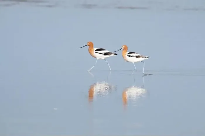 Framed Print : The american avocets feeding in an ocean, Galveston, Texas Framed Print : The american avocets feeding in an ocean, Galveston, Texas
