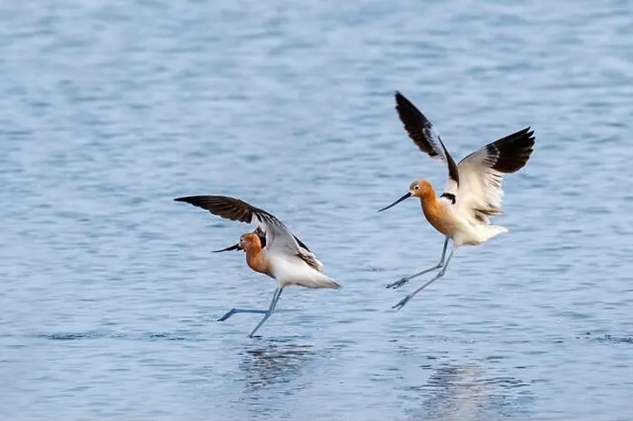 Framed Print : American avocets (Recurvirostra americana) chasing in the tidal marsh, Galveston, Texas, USA Framed Print : American avocets (Recurvirostra americana) chasing in the tidal marsh, Galveston, Texas, USA