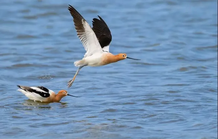 Framed Print : American avocets (Recurvirostra americana) taking off the ocean coast during spring migration, Galveston, texas, USA Framed Print : American avocets (Recurvirostra americana) taking off the ocean coast during spring migration, Galveston, texas, USA