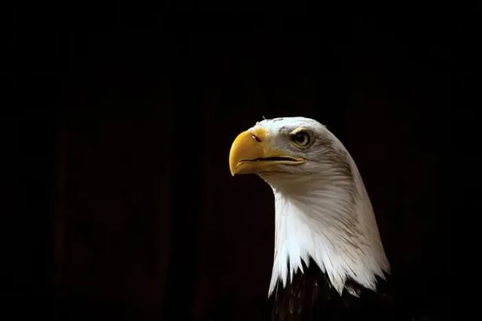 Framed Print : American Bald Eagle facing viewer on black background Framed Print : American Bald Eagle facing viewer on black background