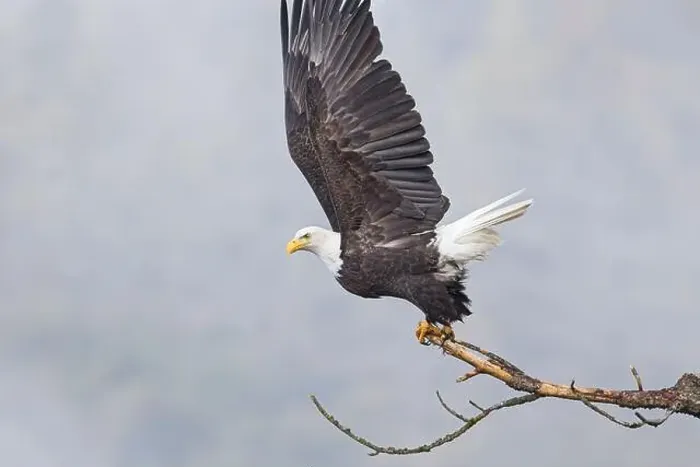 Framed Print : An american bald eagle flaps its wings preparing to take flight in north Idaho Framed Print : An american bald eagle flaps its wings preparing to take flight in north Idaho