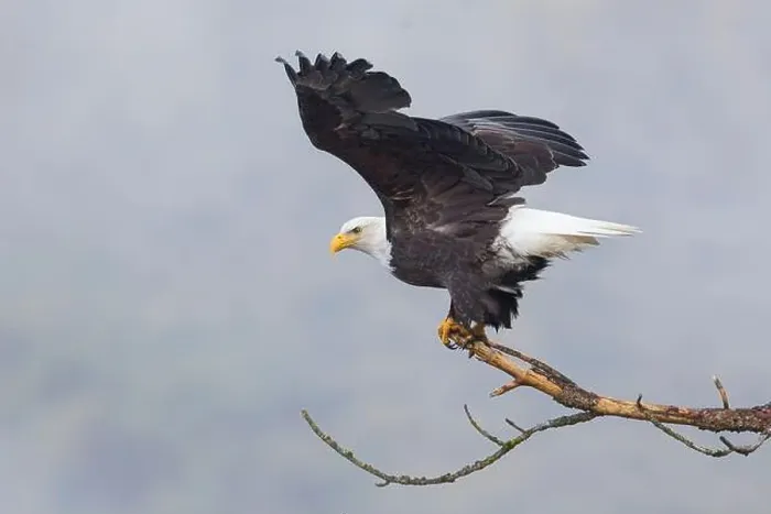 Framed Print : An american bald eagle flaps its wings preparing to take flight in north Idaho Framed Print : An american bald eagle flaps its wings preparing to take flight in north Idaho