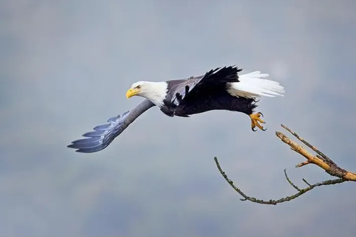 Framed Print : An american bald eagle flies off from a branch on a foggy day in north Idaho