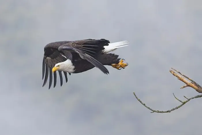 Framed Print : An american bald eagle flies off from a branch on a foggy day in north Idaho Framed Print : An american bald eagle flies off from a branch on a foggy day in north Idaho