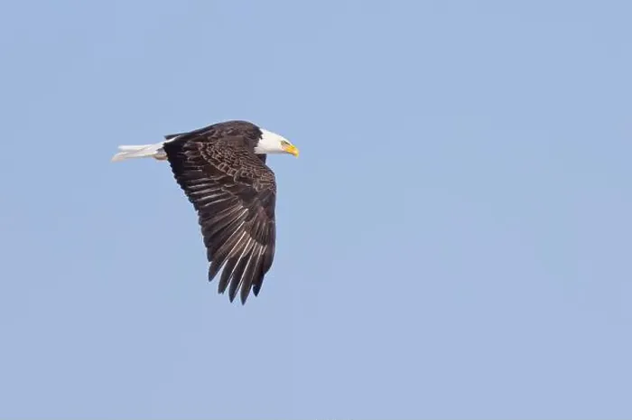 Framed Print : American bald eagle in flight over a frozen lake in Canada Framed Print : American bald eagle in flight over a frozen lake in Canada