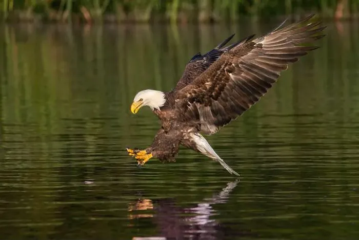 Framed Print : An American bald eagle grabbing a fish Framed Print : An American bald eagle grabbing a fish