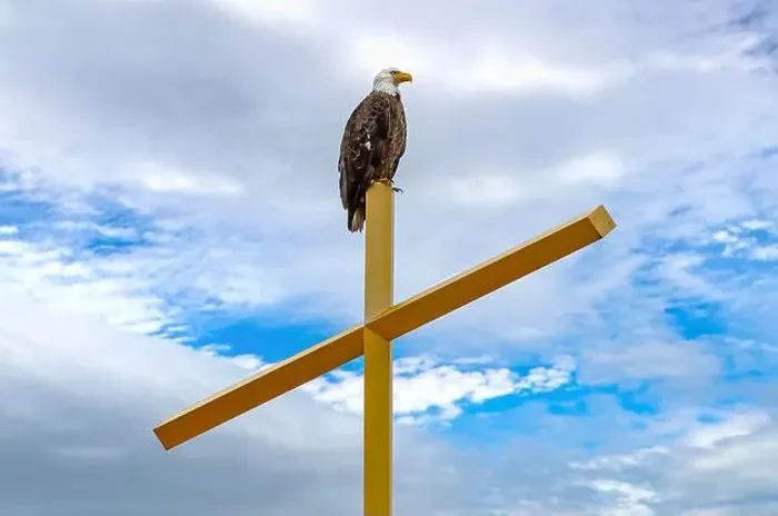 Framed Print : An American Bald Eagle (Haliaeetus leucocephalus) perched on top a gold church cross in Minneapolis, Minnesota