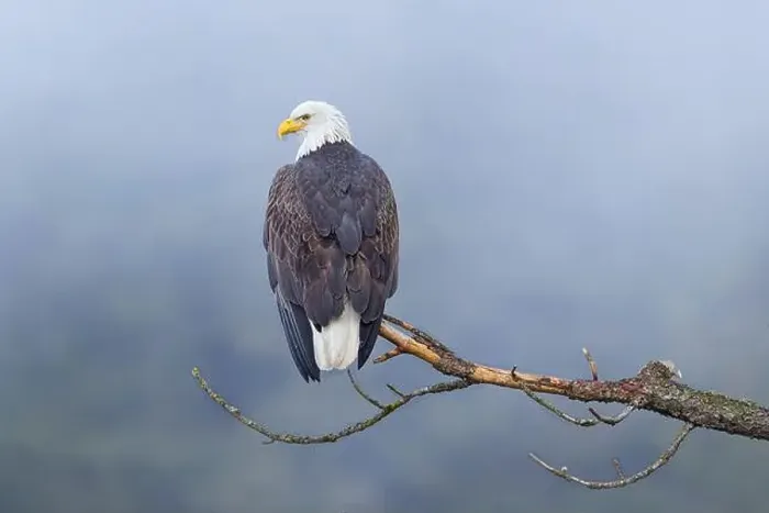 Framed Print : An American bald eagle is perched on a barren branch on a foggy day in north Idaho Framed Print : An American bald eagle is perched on a barren branch on a foggy day in north Idaho