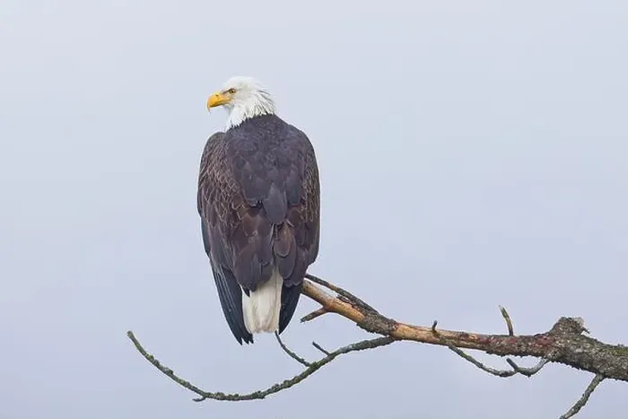 Framed Print : An American bald eagle is perched on a barren branch on a foggy day in north Idaho Framed Print : An American bald eagle is perched on a barren branch on a foggy day in north Idaho