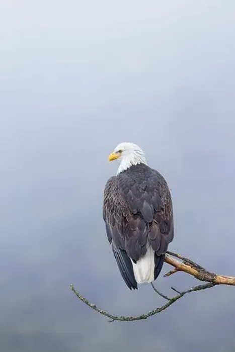 Framed Print : An American bald eagle is perched on a barren branch on a foggy day in north Idaho Framed Print : An American bald eagle is perched on a barren branch on a foggy day in north Idaho