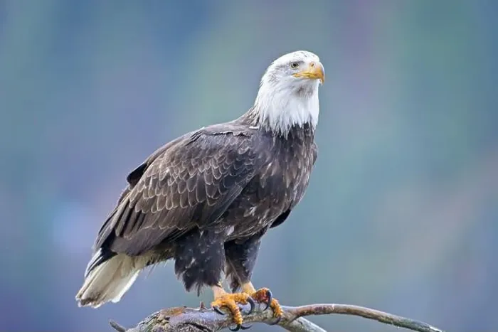 Framed Print : An American bald eagle is perched on a barren branch in north Idaho Framed Print : An American bald eagle is perched on a barren branch in north Idaho