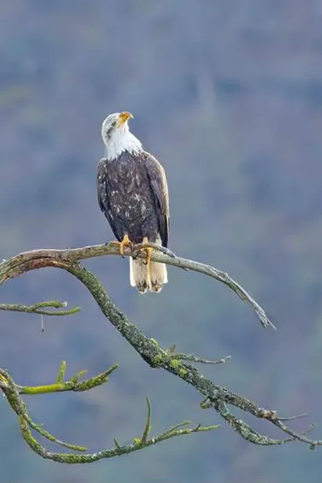 Framed Print : An american bald eagle is perched on a barren tree branch early in the day in north Idaho Framed Print : An american bald eagle is perched on a barren tree branch early in the day in north Idaho