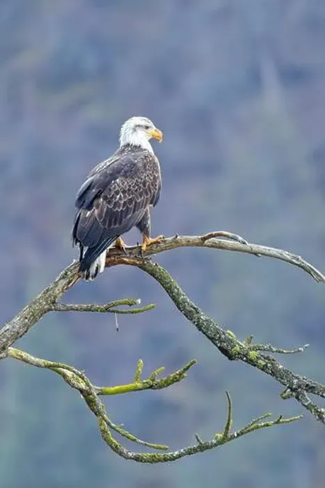 Framed Print : An american bald eagle is perched on a barren tree branch early in the day in north Idaho Framed Print : An american bald eagle is perched on a barren tree branch early in the day in north Idaho