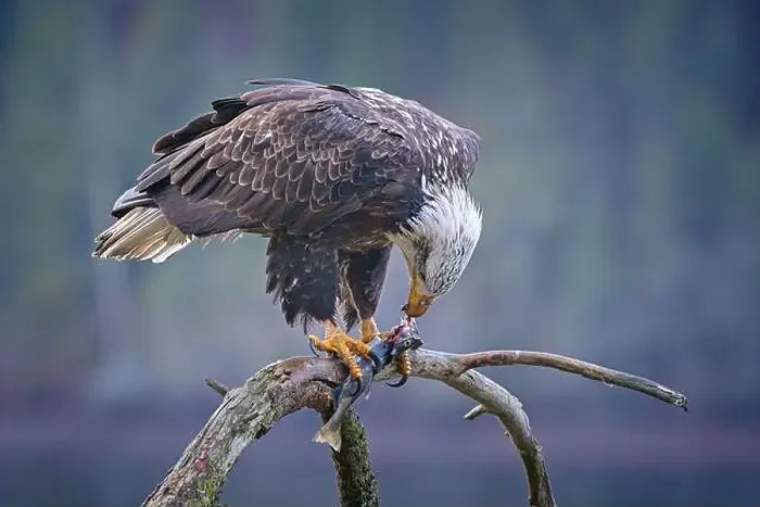 Framed Print : An American bald eagle perched on a branch is eating a fish it recently caught in north Idaho Framed Print : An American bald eagle perched on a branch is eating a fish it recently caught in north Idaho