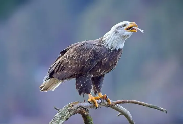 Framed Print : An American bald eagle perched on a branch is eating a fish it recently caught in north Idaho Framed Print : An American bald eagle perched on a branch is eating a fish it recently caught in north Idaho