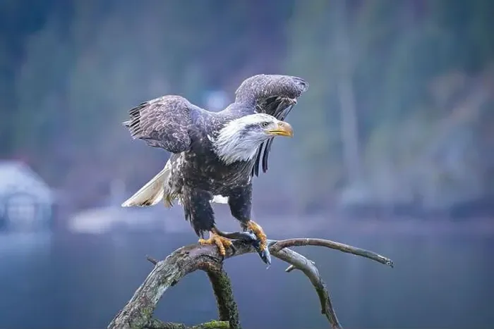 Framed Print : An American bald eagle is perched on a branch while holding a fish in its talons in north Idaho