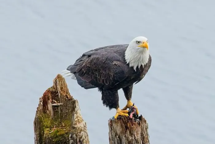 Framed Print : An american bald eagle is perched on a wood post with a fish in its talons by a lake in north Idaho Framed Print : An american bald eagle is perched on a wood post with a fish in its talons by a lake in north Idaho