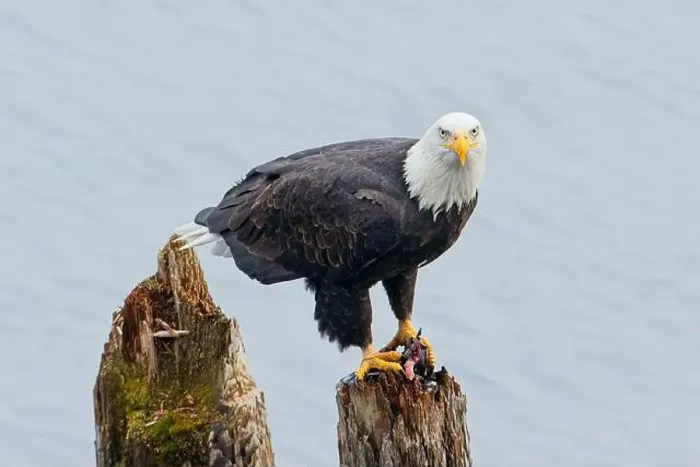 Framed Print : An american bald eagle is perched on a wood post with a fish in its talons by a lake in north Idaho Framed Print : An american bald eagle is perched on a wood post with a fish in its talons by a lake in north Idaho