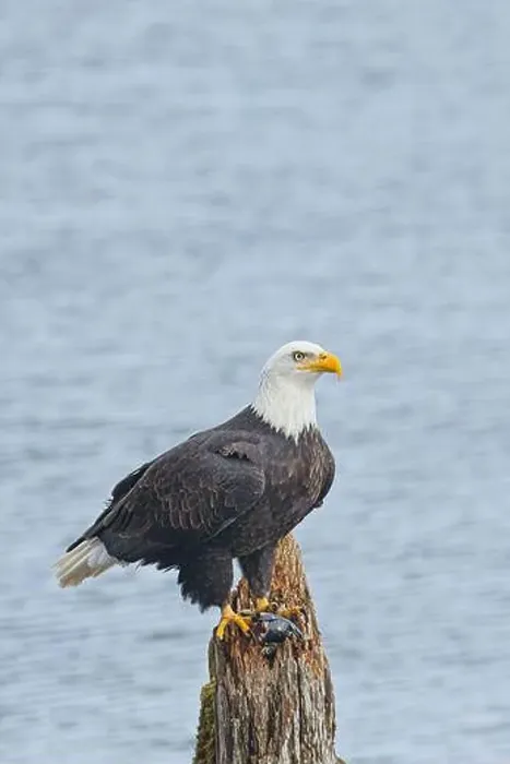 Framed Print : An american bald eagle is perched on a wood post with a fish in its talons by a lake in north Idaho Framed Print : An american bald eagle is perched on a wood post with a fish in its talons by a lake in north Idaho
