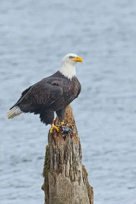 Framed Print : An american bald eagle is perched on a wood post with a fish in its talons by a lake in north Idaho Framed Print : An american bald eagle is perched on a wood post with a fish in its talons by a lake in north Idaho