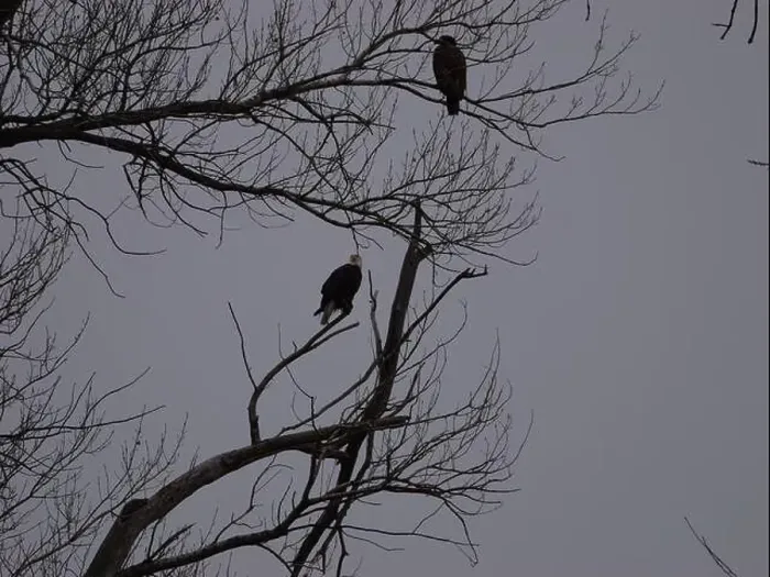 Framed Print : American Bald Eagles During Winter Migration in Missouri Framed Print : American Bald Eagles During Winter Migration in Missouri