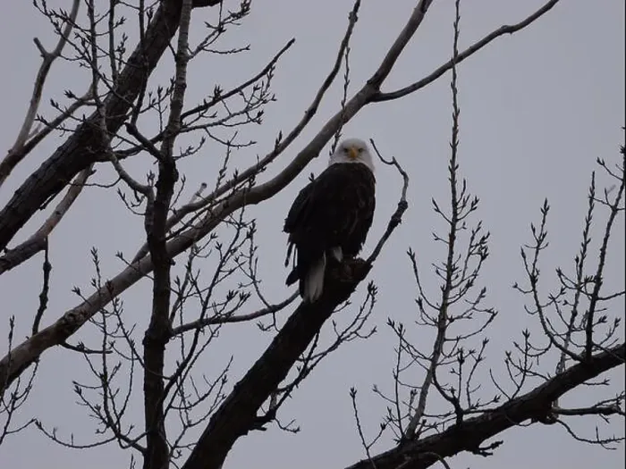 Framed Print : American Bald Eagles During Winter Migration in Missouri